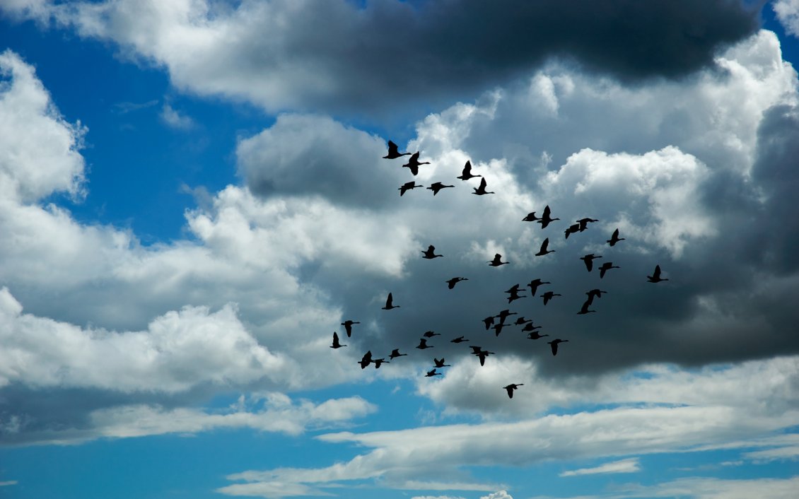 Download Wallpaper Birds fly on the sky through the clouds - HD wallpaper