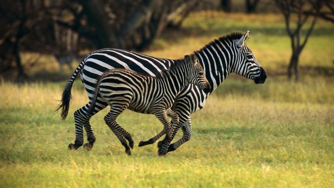 Download Wallpaper Mother and child running in the jungle - Zebra animals