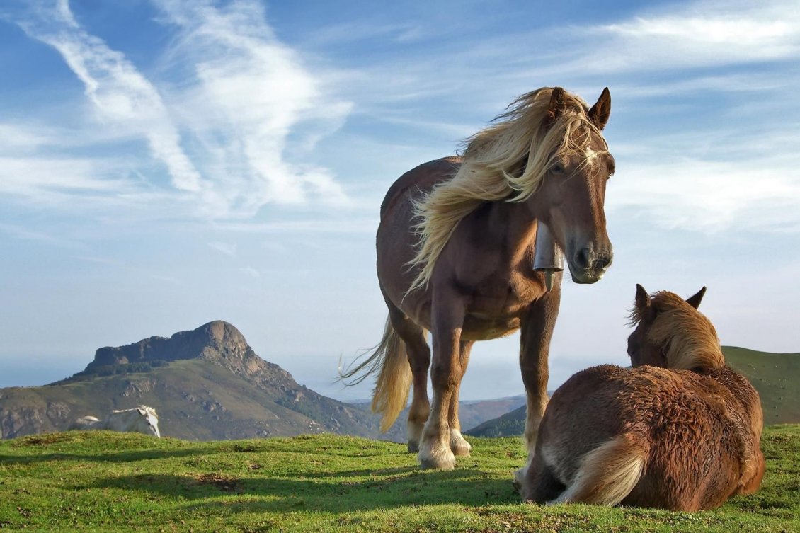 Download Wallpaper Wonderful horses in the middle of the nature