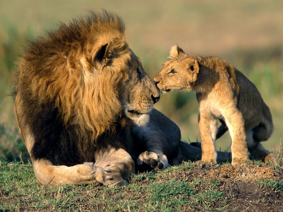 Download Wallpaper Sweet kiss form your son - leon wild animal