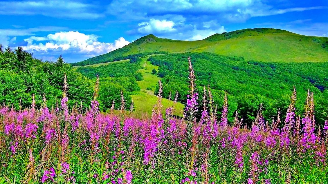 Download Wallpaper Wonderful spring colours in the nature-flowers and mountains
