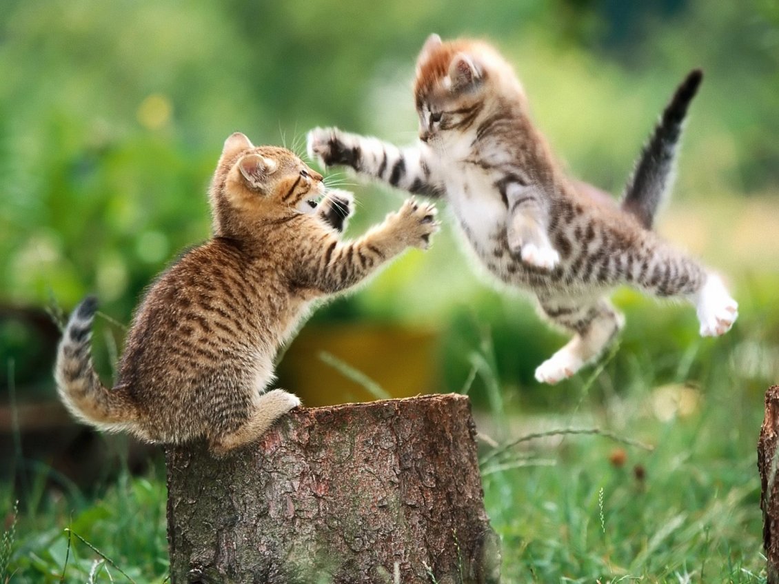 Download Wallpaper Fight between two sweet little cats - HD wallpaper