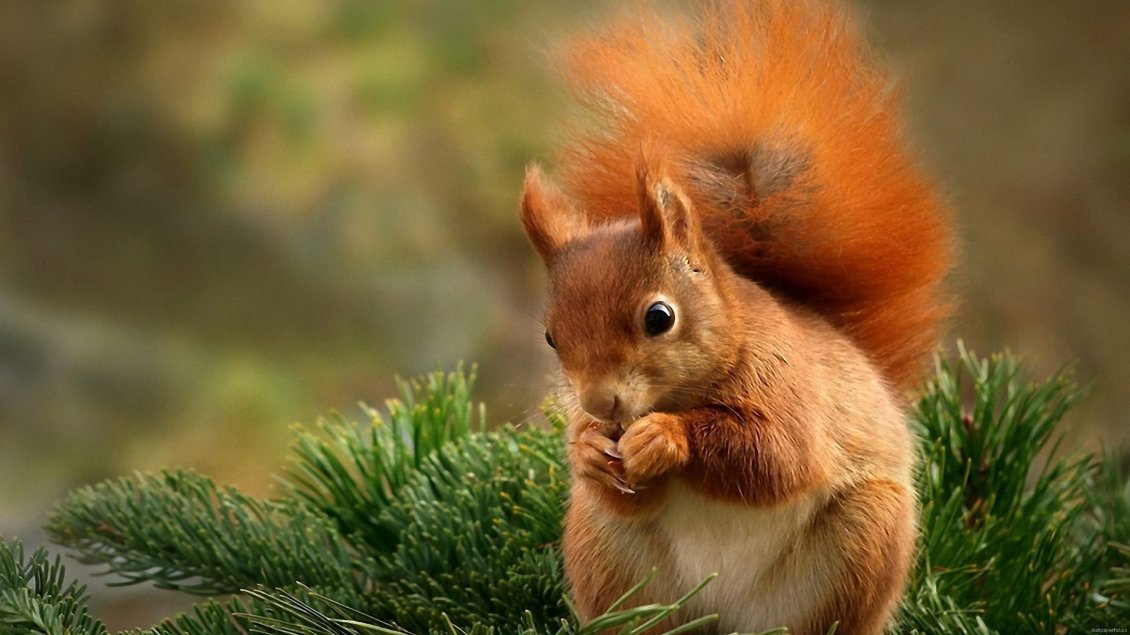 Download Wallpaper Red squirrel eat nuts - Sweet little wild animal