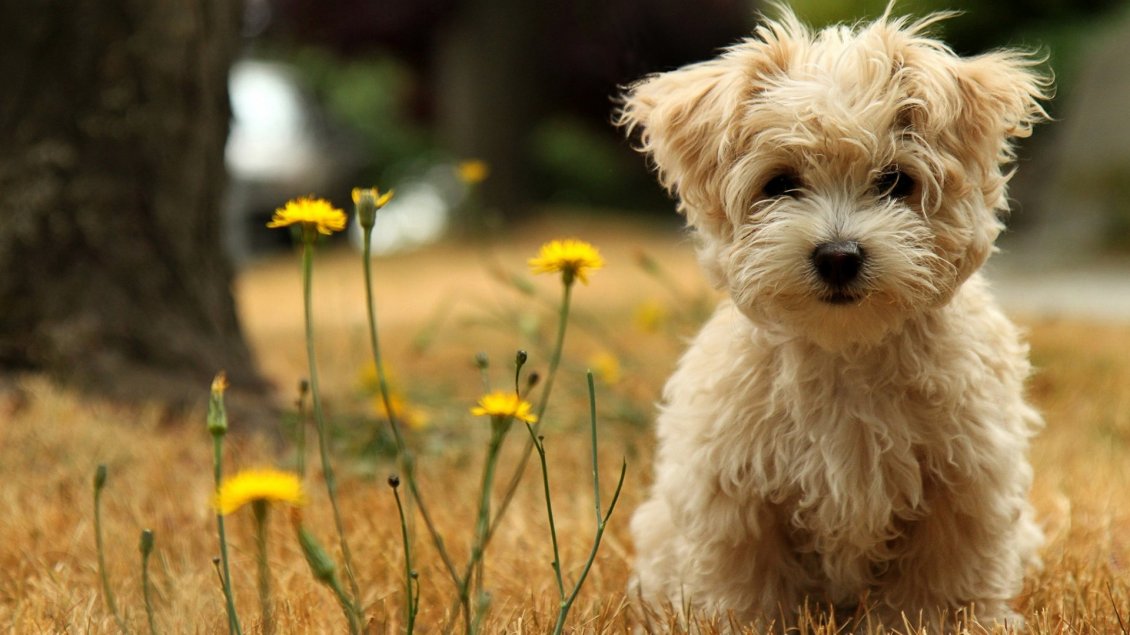Download Wallpaper Brown little dog and some yellow flowers