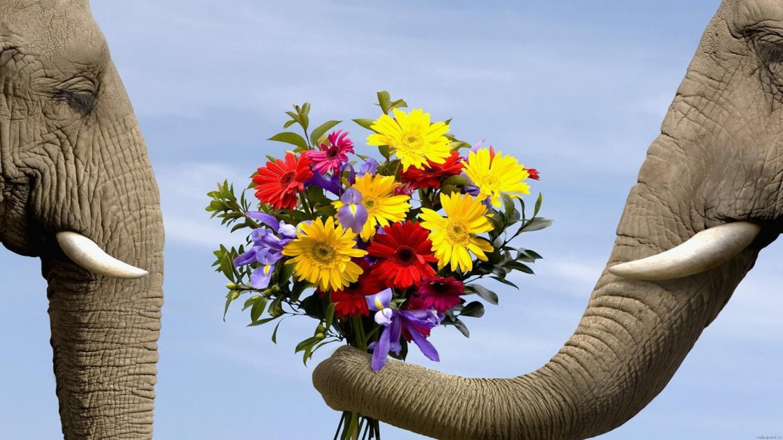 Download Wallpaper Pure animal love - two elephants and a bouquet of flowers