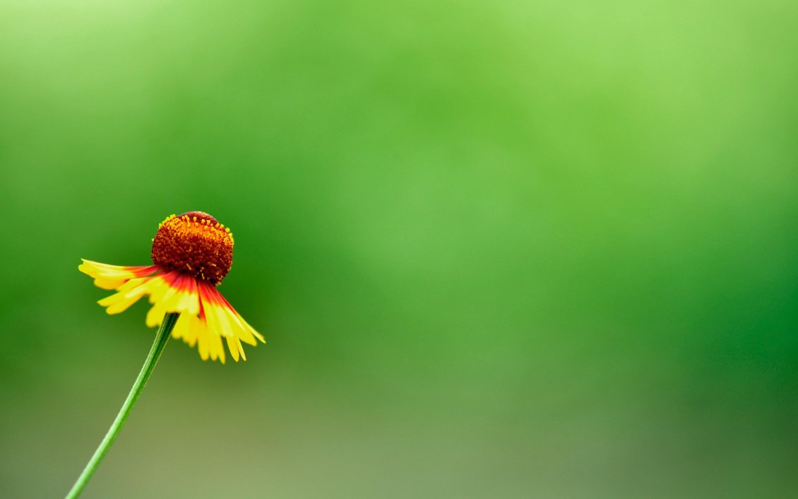Download Wallpaper Abstract yellow flower on a green background