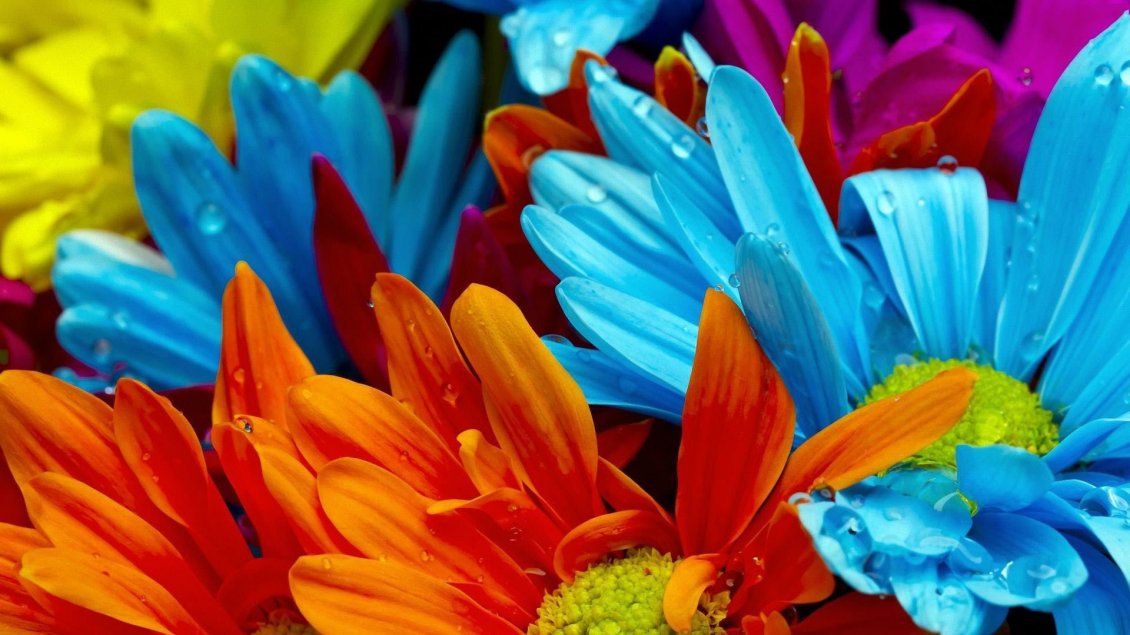 Download Wallpaper Intense colours on a beautiful flowers
