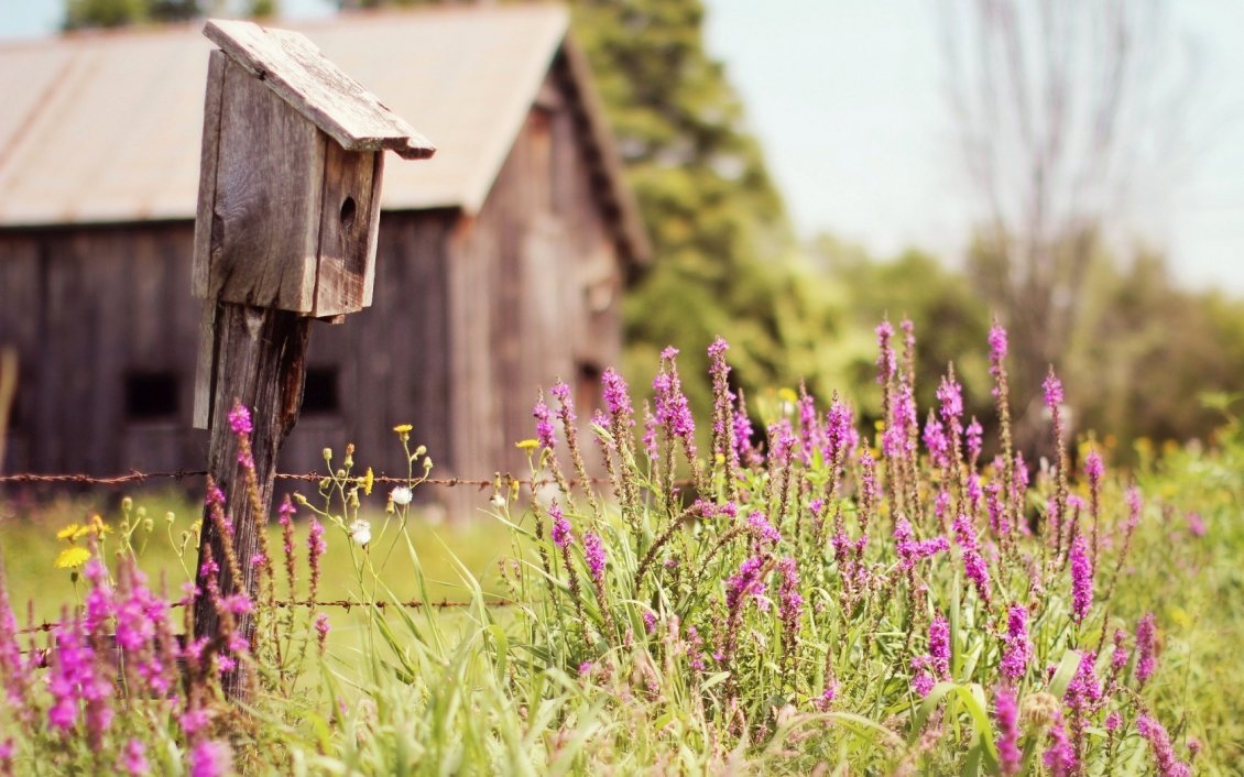 Download Wallpaper Flowers in front of a wooden old house