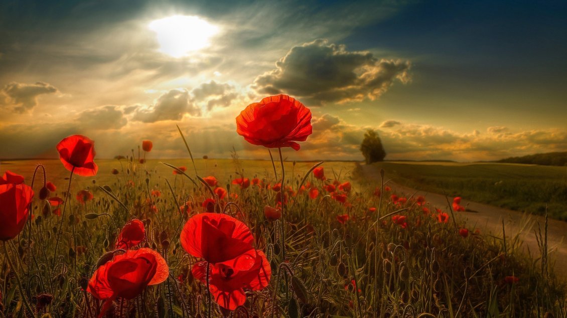 Download Wallpaper Sunshine over the field with poppy flowers