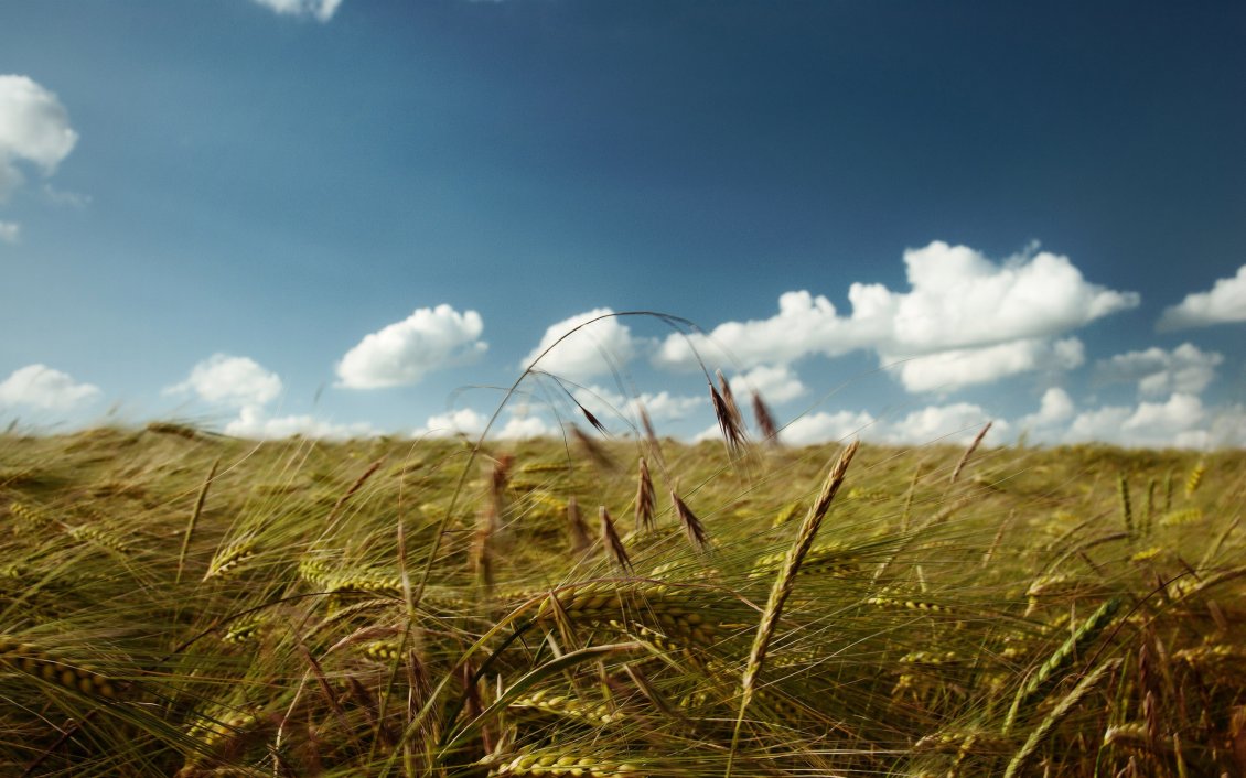 Download Wallpaper Golden wheat field - beautiful summer season