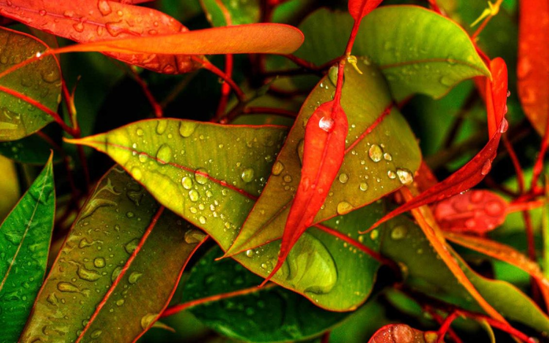 Download Wallpaper Water drops on the leaves in the morning - HD wallpaper