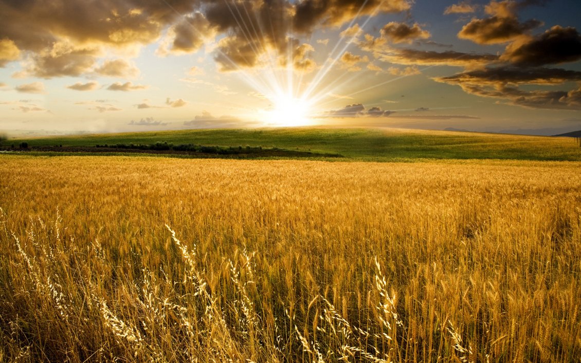 Download Wallpaper Golden wheat field and a beautiful summer sunset