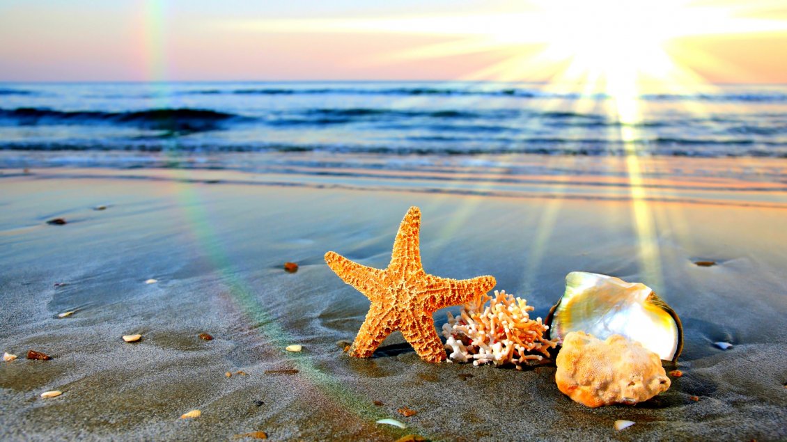 Download Wallpaper Wonderful starfish and shell at the seaside