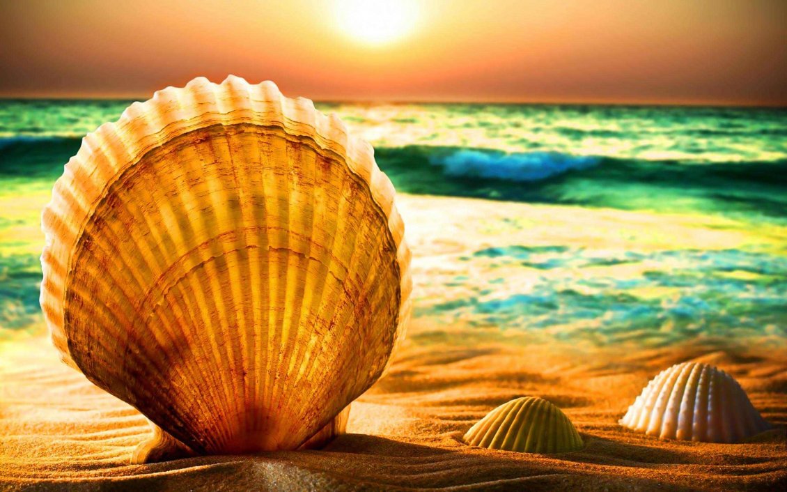 Download Wallpaper Big shell at the seaside - wonderful summer wallpaper