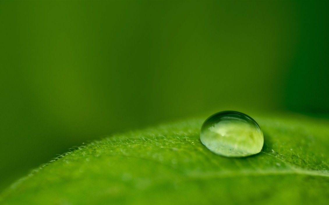 Download Wallpaper Good morning nature - macro big water drop on a green leaf