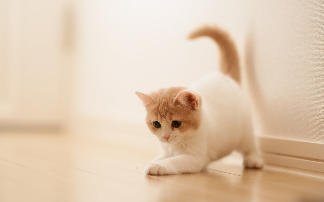 Download Wallpaper Sweet little cat - cute animal wallpaper