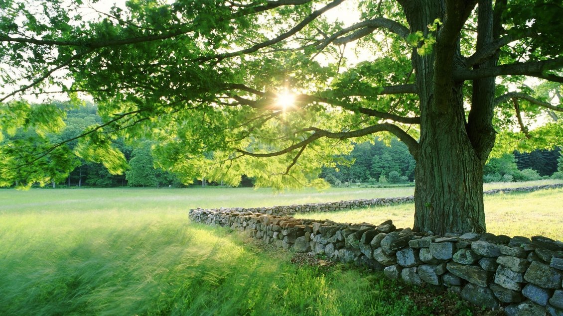 Download Wallpaper Summer sun over the beautiful green garden