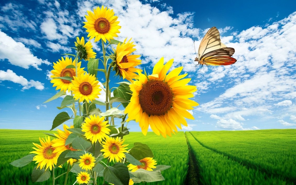 Big sunflowers and a beautiful butterfly - HD wallpaper