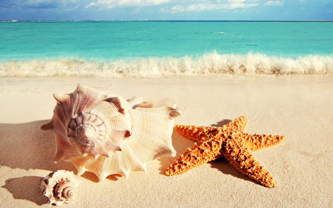 Download Wallpaper Big shells and starfish on the golden sand - summer holiday