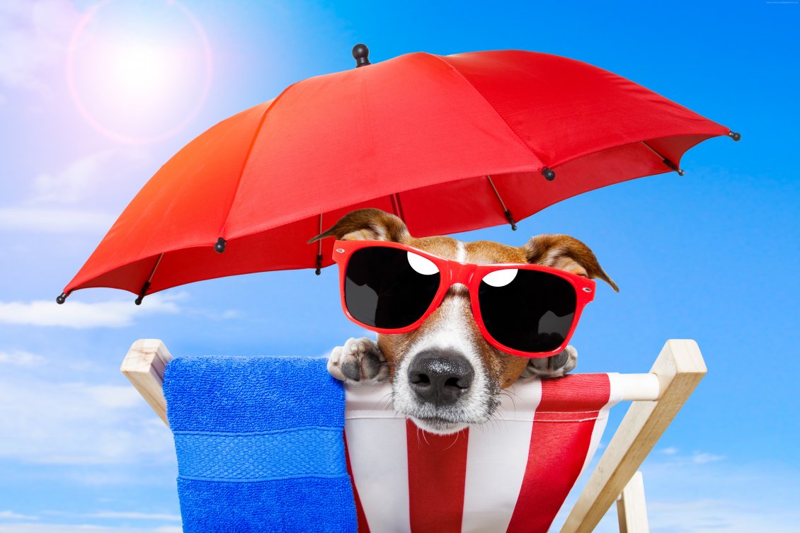 Download Wallpaper Hot summer days at the beach - funny dog with sunglasses