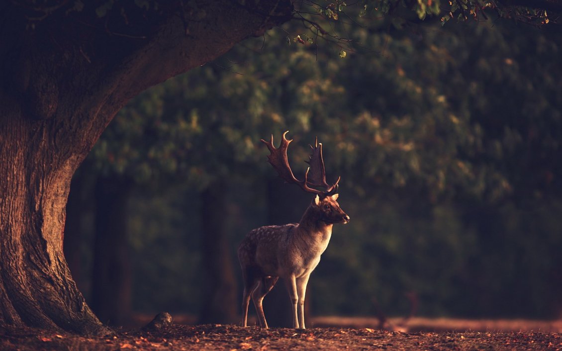 Download Wallpaper Professional photo with a deer in the forest - HD wallpaper