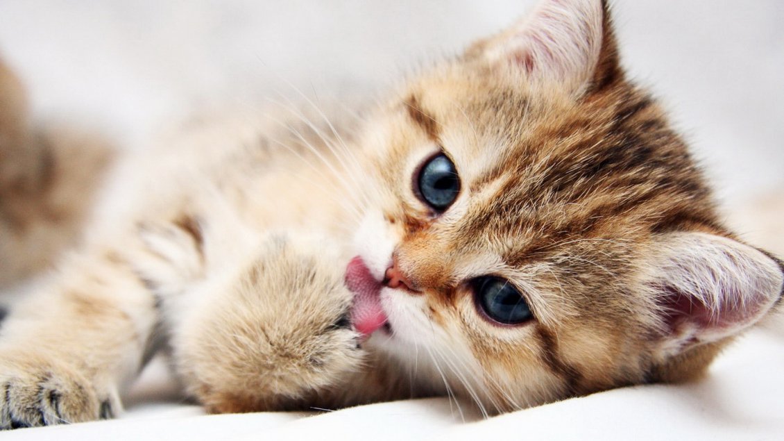 Download Wallpaper Sweet little cat on a blanket - HD wallpaper