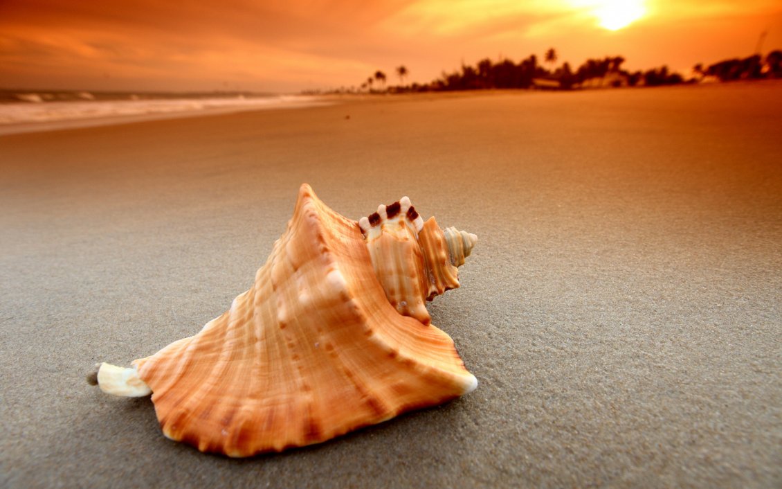 Download Wallpaper Big shell on the sand in the sunset - HD wallpaper