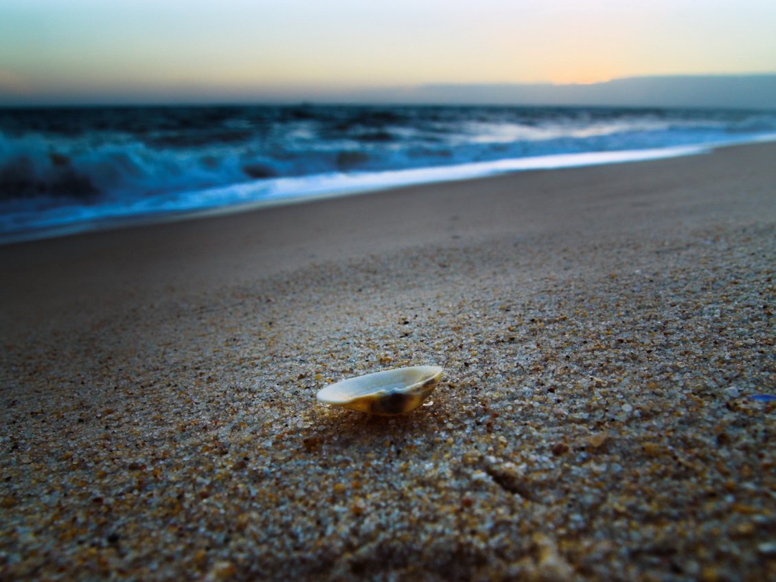 Download Wallpaper One little shell in the sand - holiday at the beach