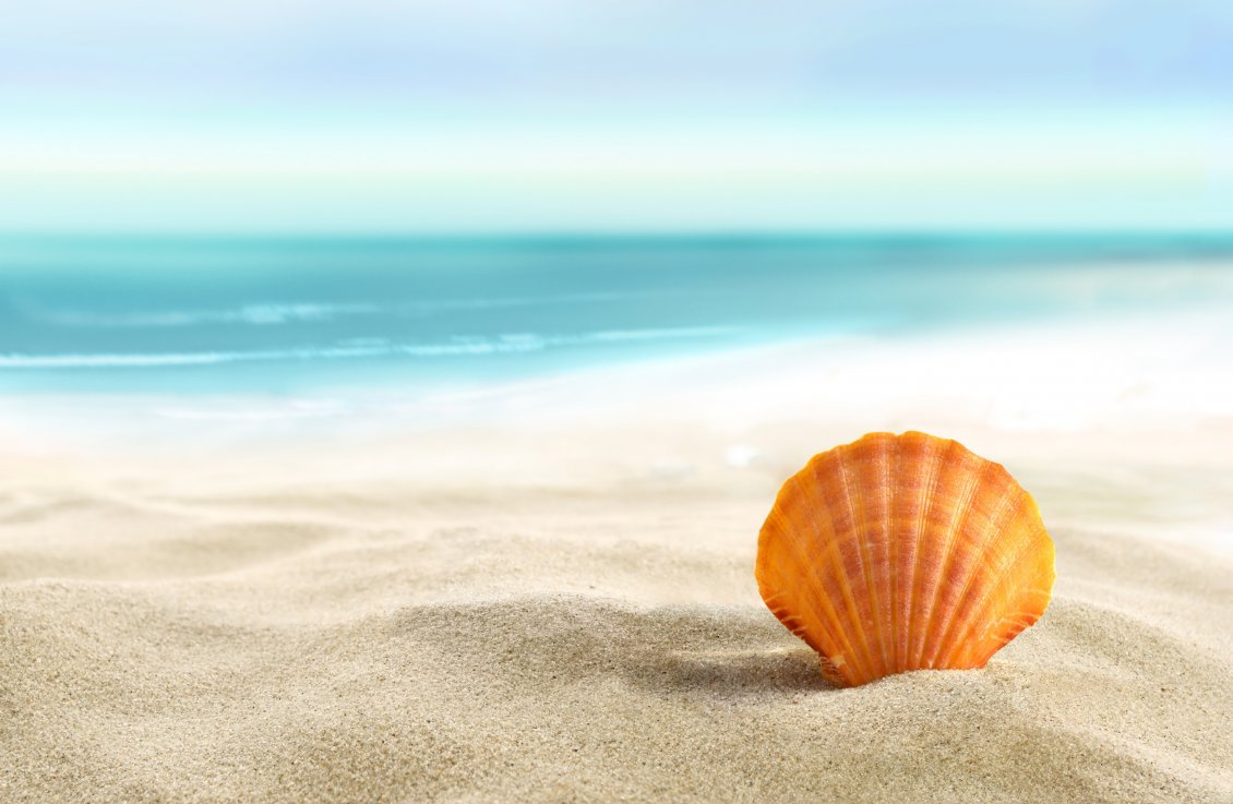 Download Wallpaper Orange shell in the sand - summer holiday at the beach