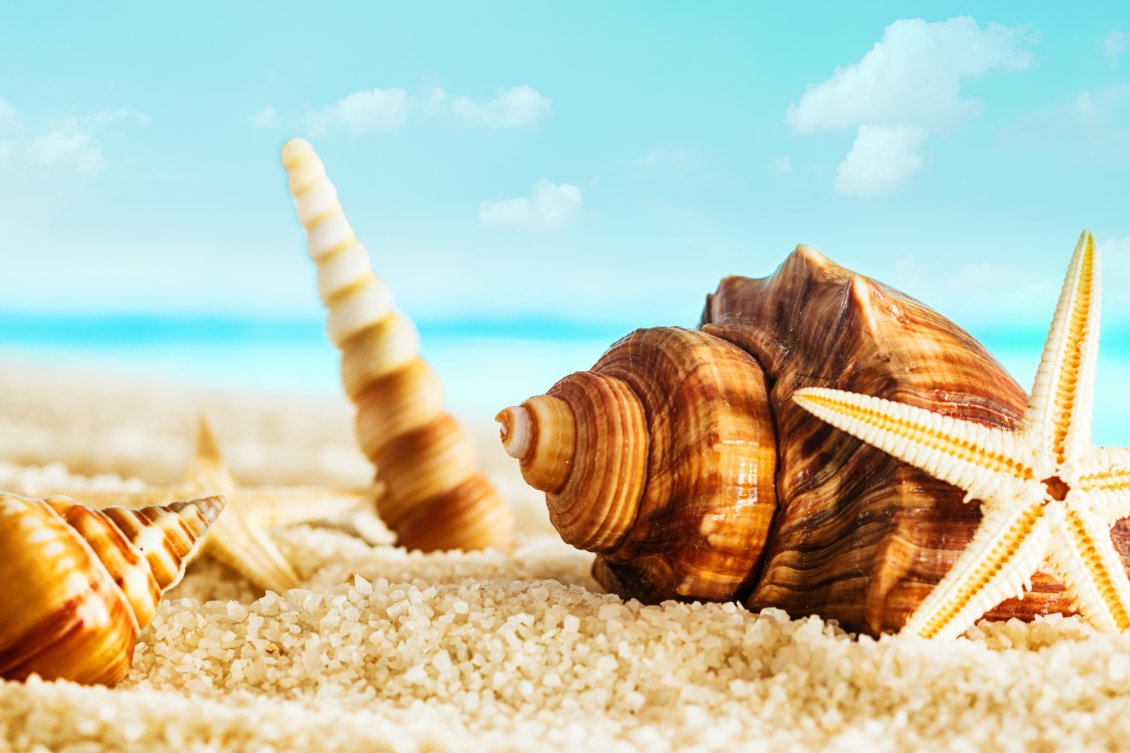 Download Wallpaper Macro summer wallpaper - big shells on the beach