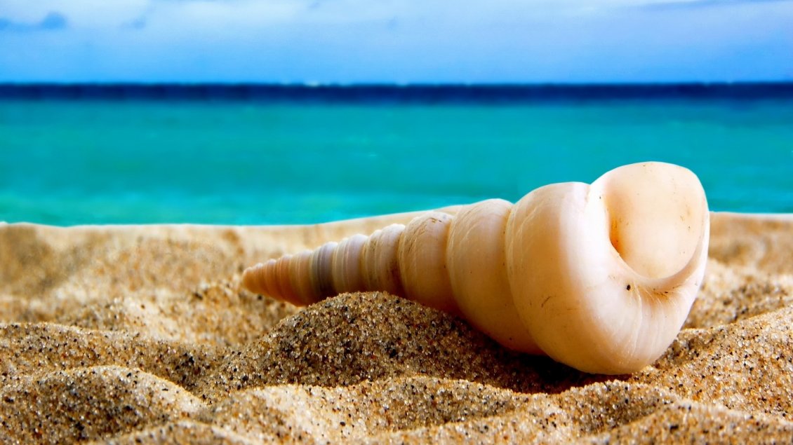 Download Wallpaper Wonderful shape of a shell - summer holiday