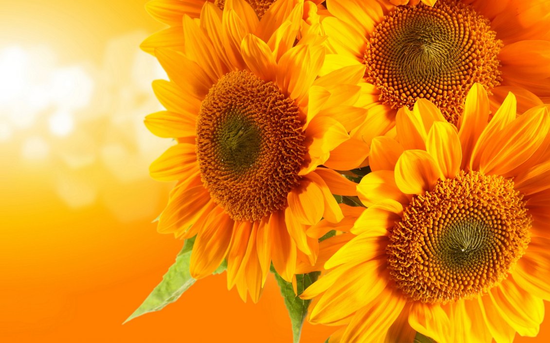Download Wallpaper Golden bouquet of sunflowers - HD wallpaper