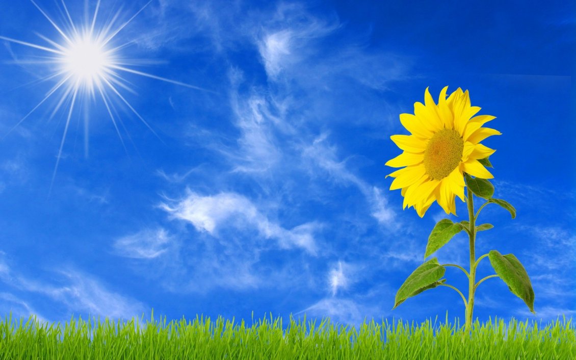 Download Wallpaper Beautiful sunflower in the sunrise - HD wallpaper