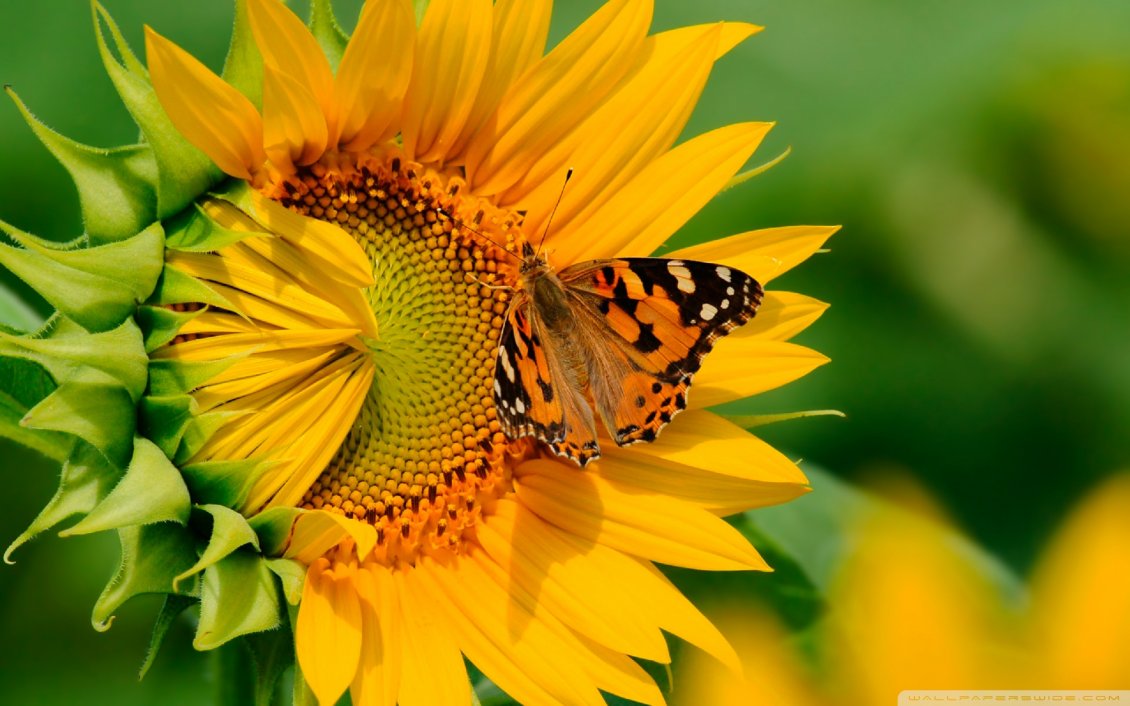 Download Wallpaper Big butterfly on a sunflower - HD wallpaper