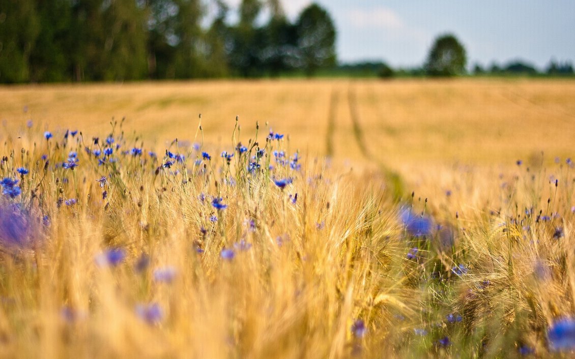 Download Wallpaper Macro blue flowers in the wheat field - HD wallpaper
