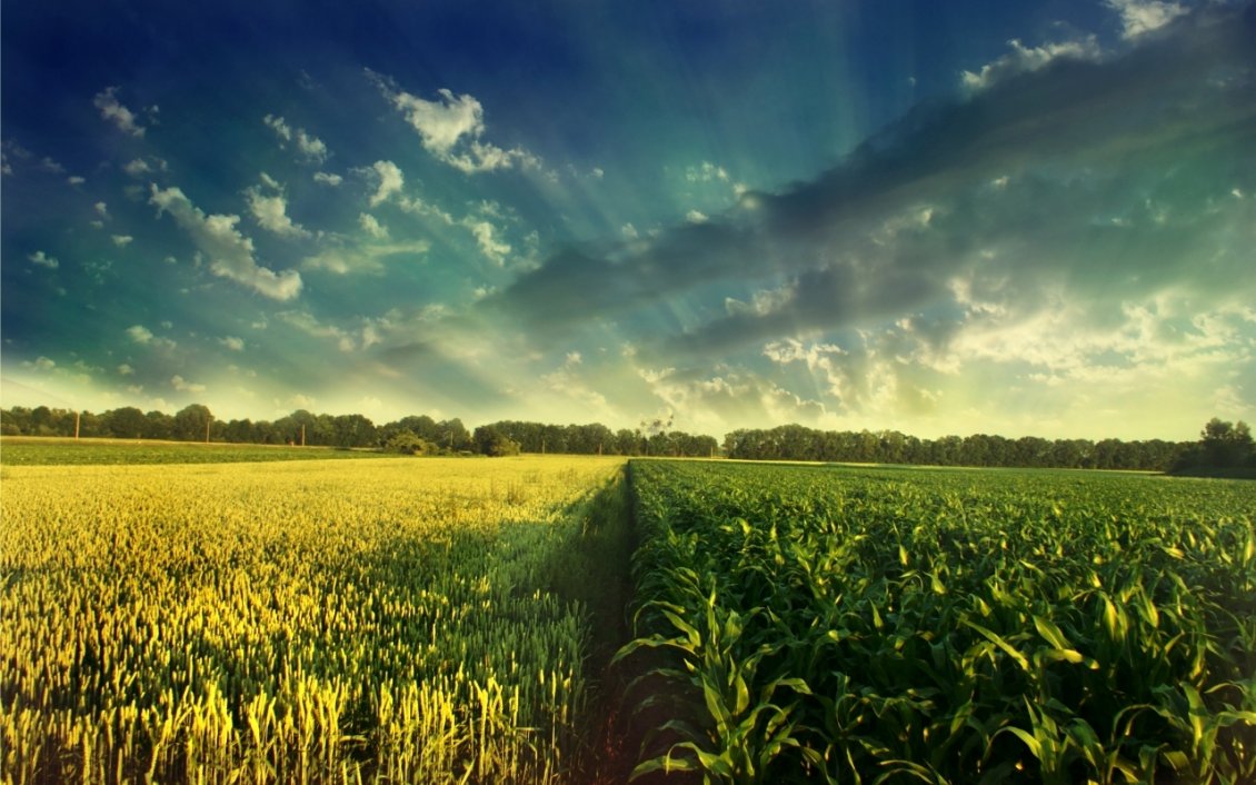Download Wallpaper Wheat and corn field - wonderful nature wallpaper