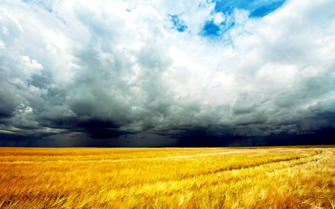 Download Wallpaper Wheat field in a summer day - the storm is coming