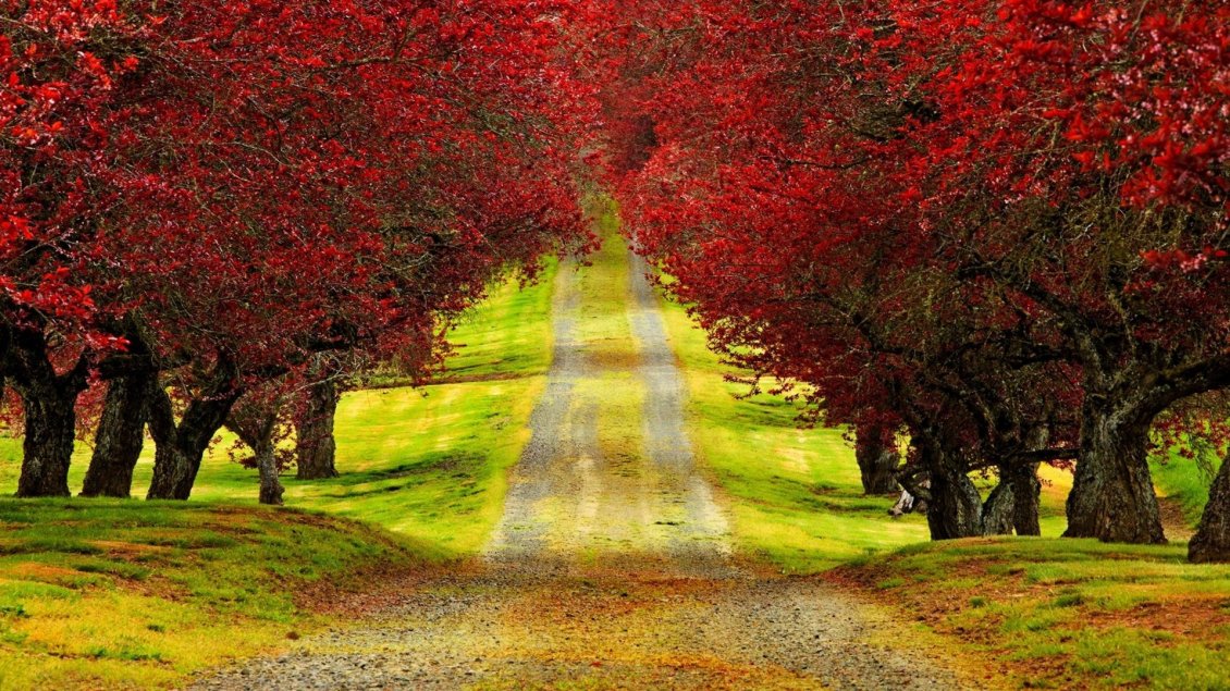 Download Wallpaper Country road through the beautiful red forest