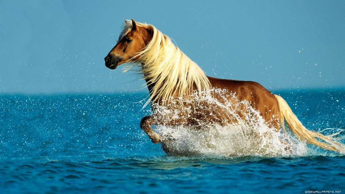 Download Wallpaper Wonderful horse run in the ocean water - HD wallpaper