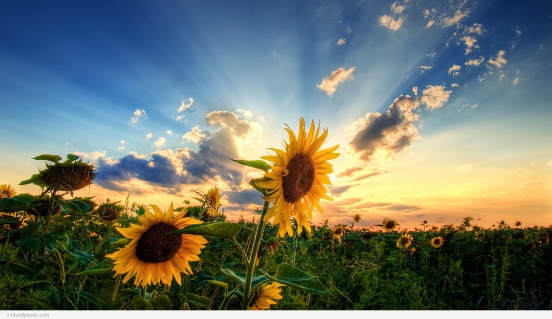 Download Wallpaper Field with sunflowers - beautiful nature flowers