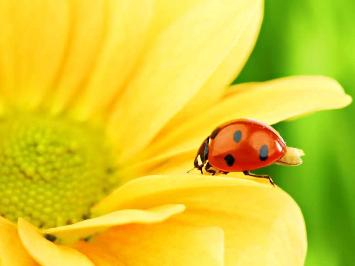 Download Wallpaper Wonderful ladybug on a yellow flower - Macro wallpaper