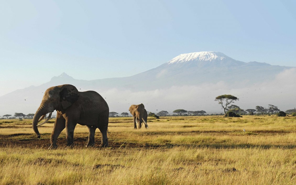 Download Wallpaper Elephants run in the jungle - HD wild animals
