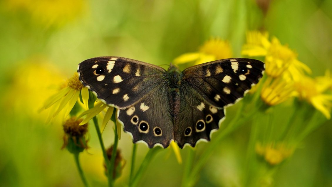 Download Wallpaper Black butterfly on the flowers - HD wallpapers