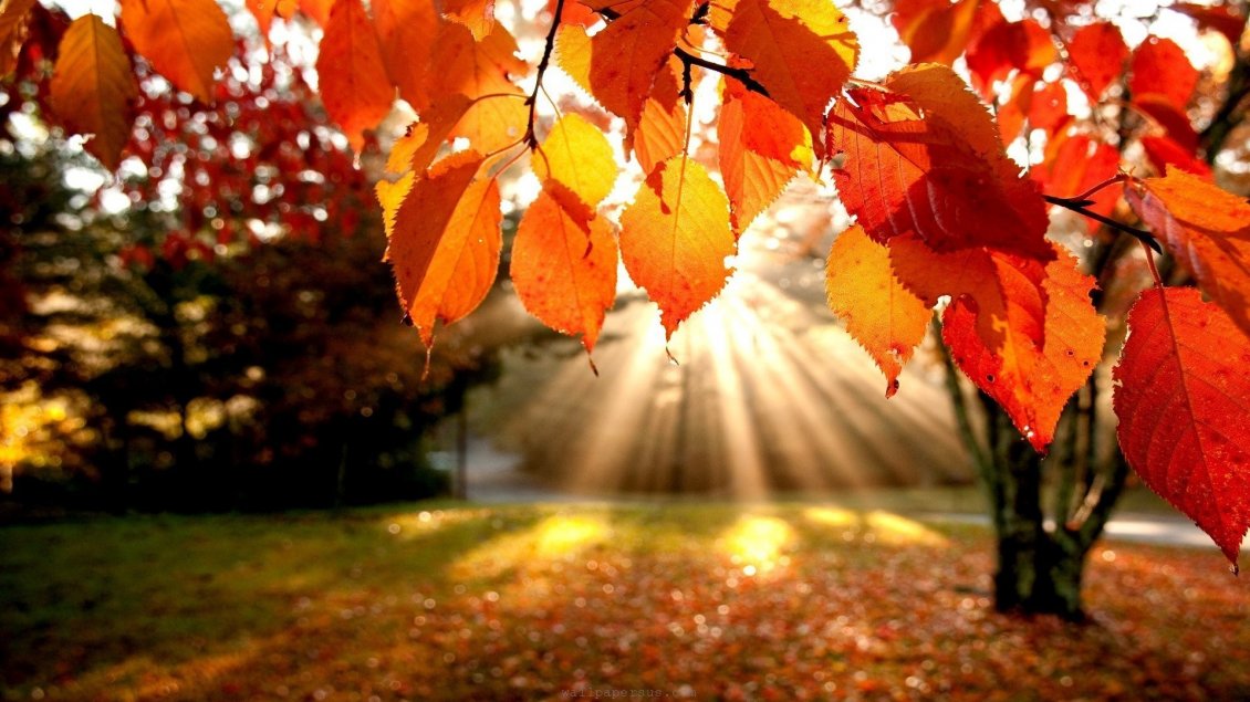 Download Wallpaper Autumn sunrise - wonderful season moments