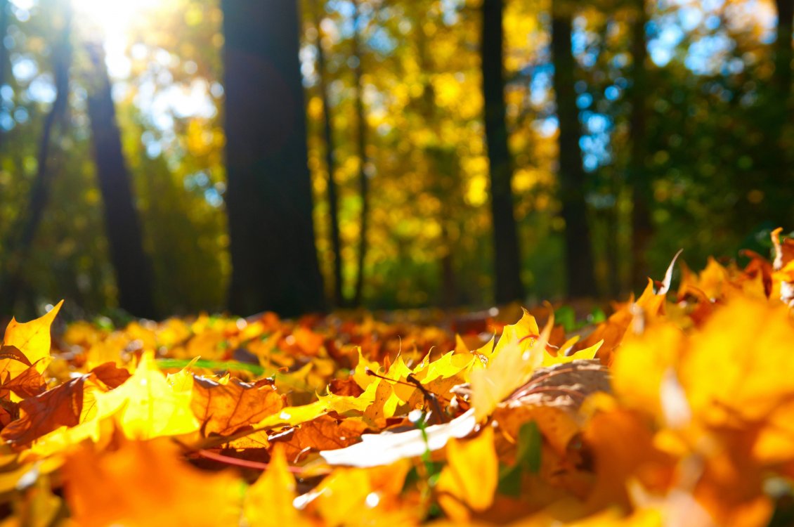 Download Wallpaper Wallpaper in the forest - Autumn leaves carpet