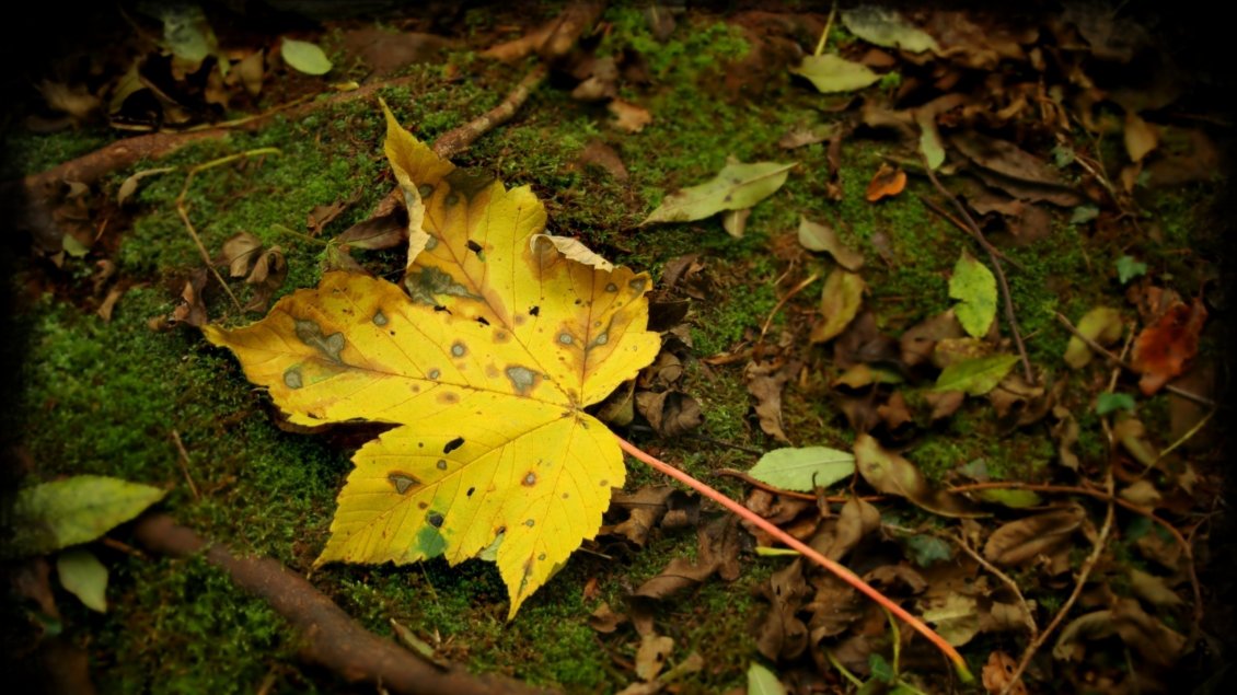 Download Wallpaper One yellow Autumn leaf on the moss - HD season wallpaper