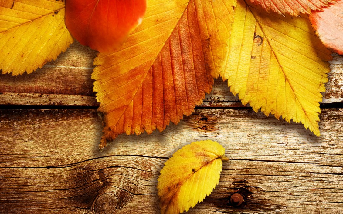 Download Wallpaper Amber Autumn leaves on a piece of wood