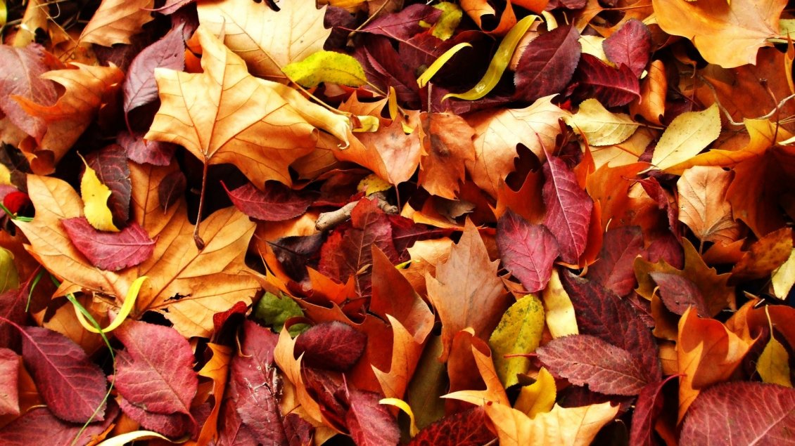 Download Wallpaper Amber leaves - Wonderful Autumn carpet
