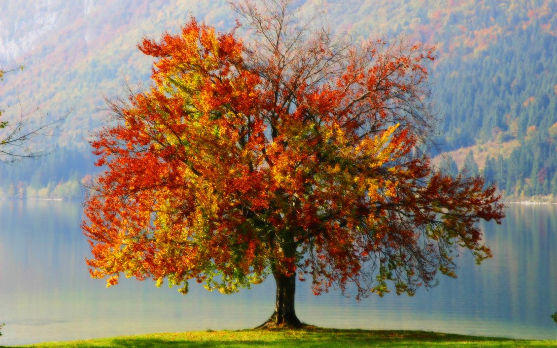 Download Wallpaper Wonderful Autumn painting - Big tree