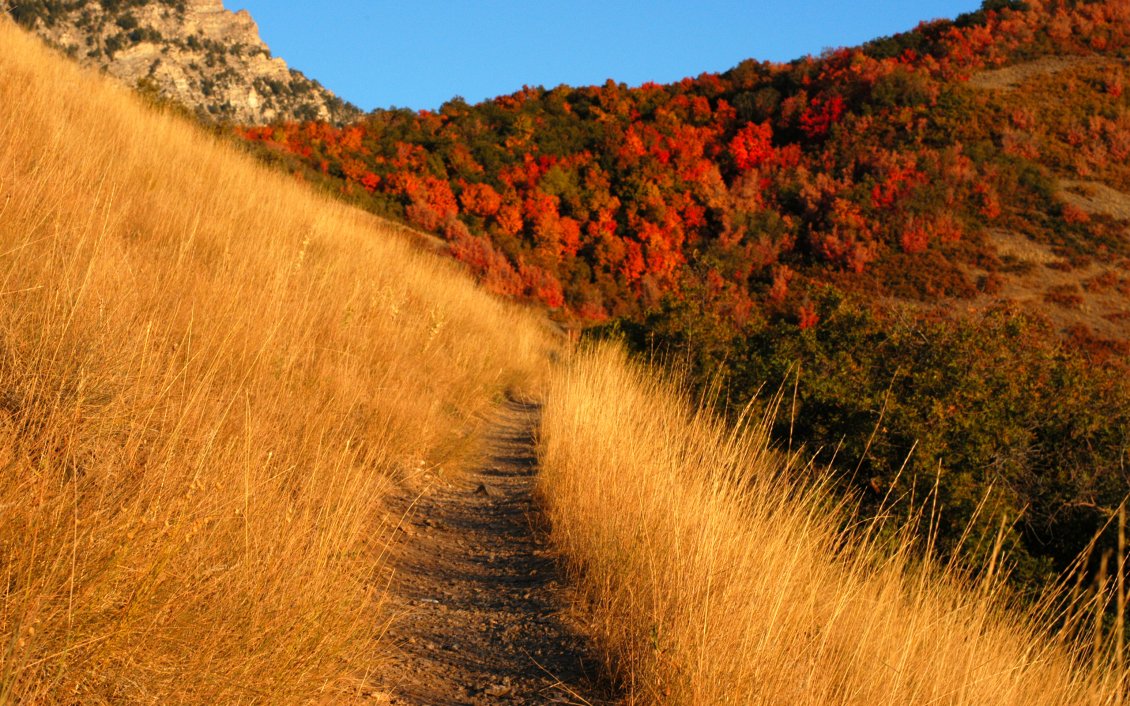 Download Wallpaper Path through the amber grass - Autumn season